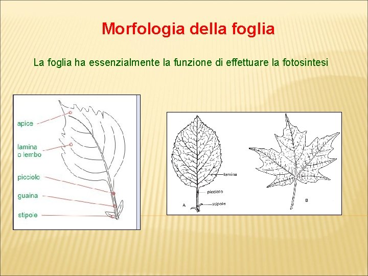 Morfologia della foglia La foglia ha essenzialmente la funzione di effettuare la fotosintesi 