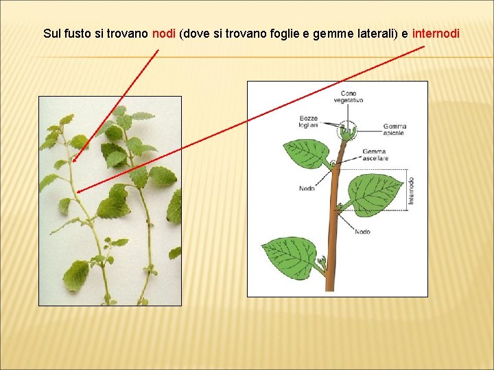 Sul fusto si trovano nodi (dove si trovano foglie e gemme laterali) e internodi