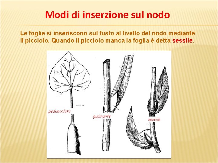 Modi di inserzione sul nodo Le foglie si inseriscono sul fusto al livello del
