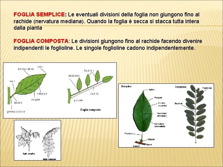 FOGLIA SEMPLICE: Le eventuali divisioni della foglia non giungono fino al rachide (nervatura mediana).