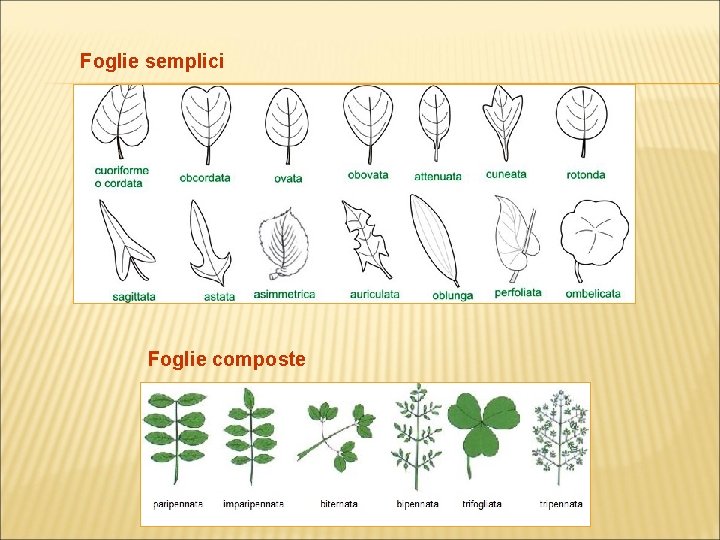 Foglie semplici Foglie composte 