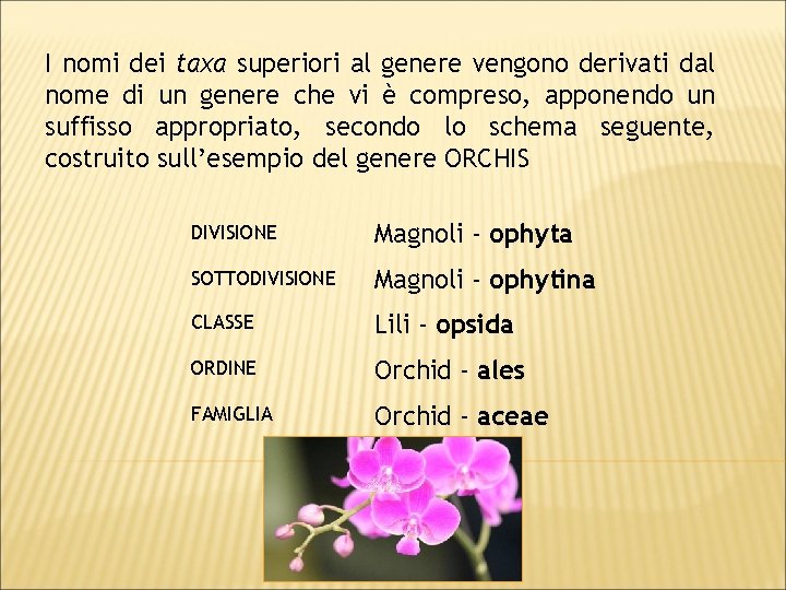 I nomi dei taxa superiori al genere vengono derivati dal nome di un genere