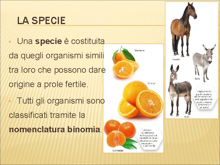 LA SPECIE • Una specie è costituita da quegli organismi simili tra loro che