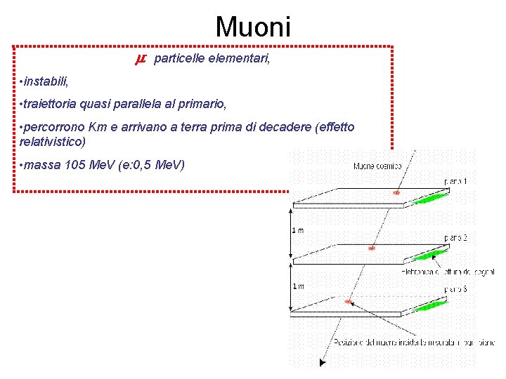 Muoni m- particelle elementari, • instabili, • traiettoria quasi parallela al primario, • percorrono