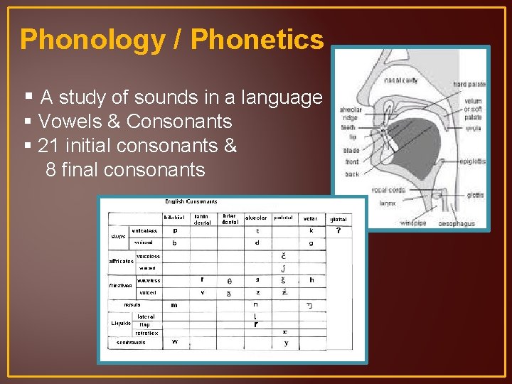 Phonology / Phonetics § A study of sounds in a language § Vowels &