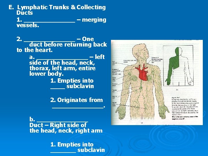 E. Lymphatic Trunks & Collecting Ducts 1. _______ – merging vessels. 2. _______ –