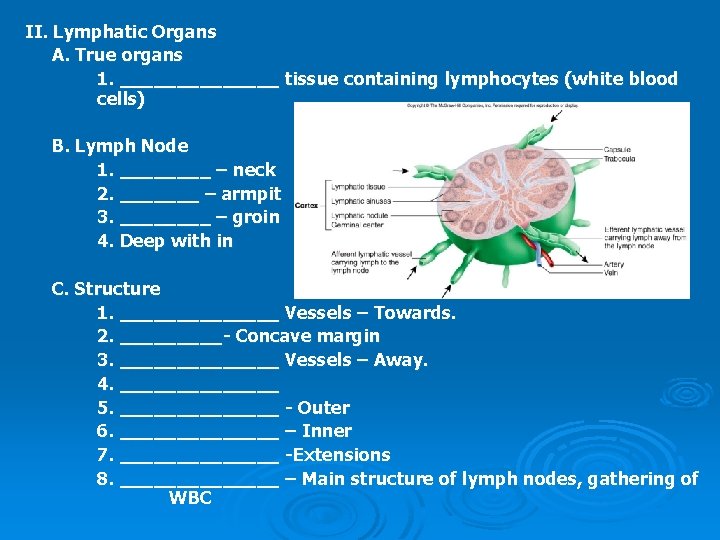 II. Lymphatic Organs A. True organs 1. _______ tissue containing lymphocytes (white blood cells)