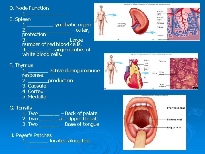 D. Node Function 1. _______ E. Spleen 1. _____ lymphatic organ 2. ________– outer,