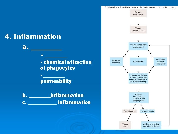 4. Inflammation a. _______ - chemical attraction of phagocytes -_______ permeability b. _______inflammation c.