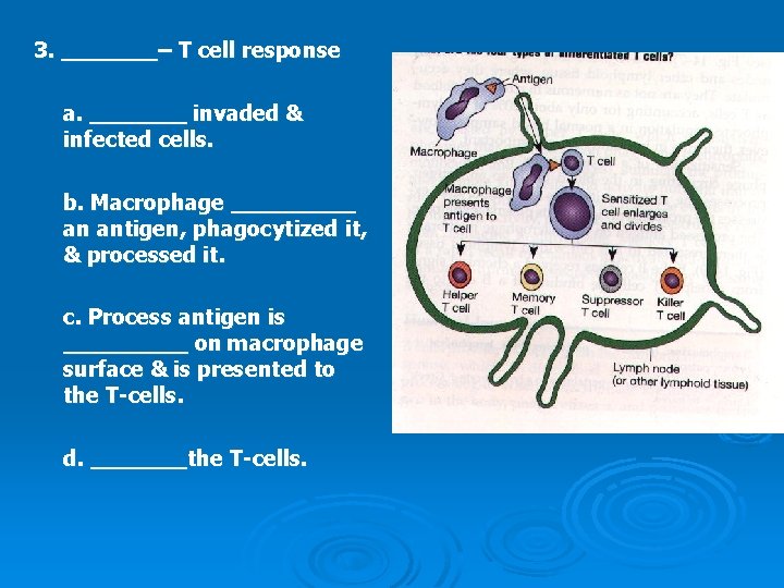 3. _______– T cell response a. _______ invaded & infected cells. b. Macrophage _____