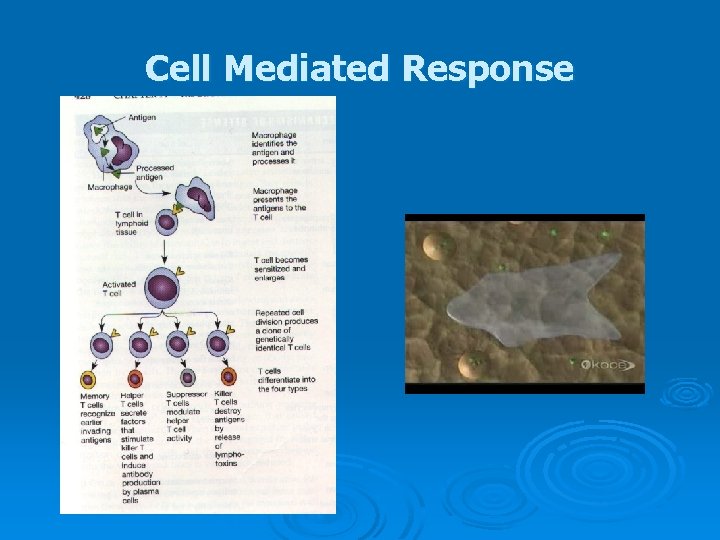 Cell Mediated Response 
