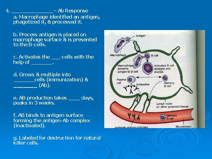 4. _______– Ab Response a. Macrophage identified an antigen, phagotized it, & processed it.