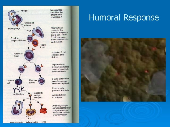 Humoral Response 