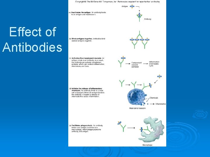 Effect of Antibodies 