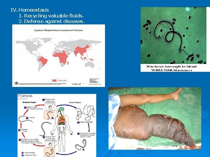 IV. Homeostasis 1. Recycling valuable fluids. 2. Defense against diseases. 