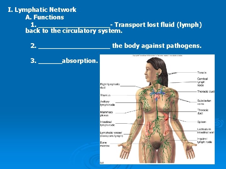 I. Lymphatic Network A. Functions 1. _________- Transport lost fluid (lymph) back to the