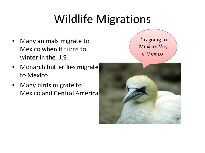 Wildlife Migrations • Many animals migrate to Mexico when it turns to winter in