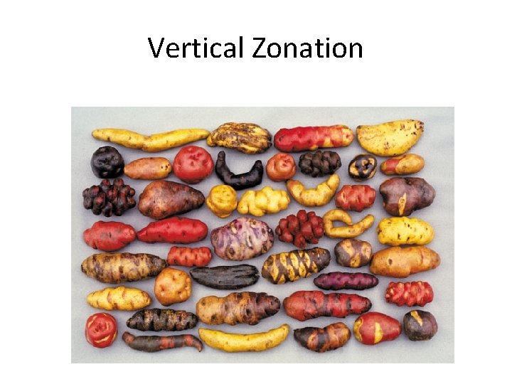 Vertical Zonation 