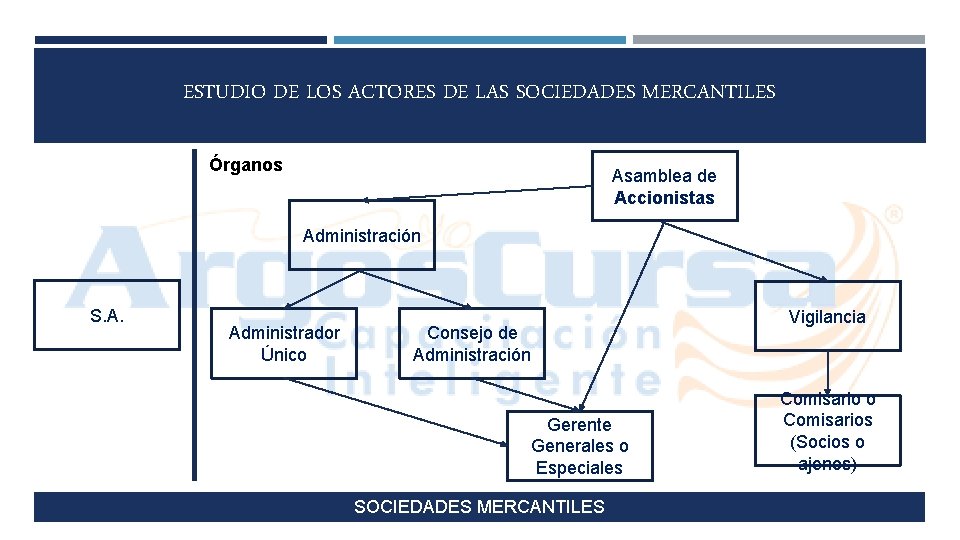 ESTUDIO DE LOS ACTORES DE LAS SOCIEDADES MERCANTILES Órganos Asamblea de Accionistas Administración S.