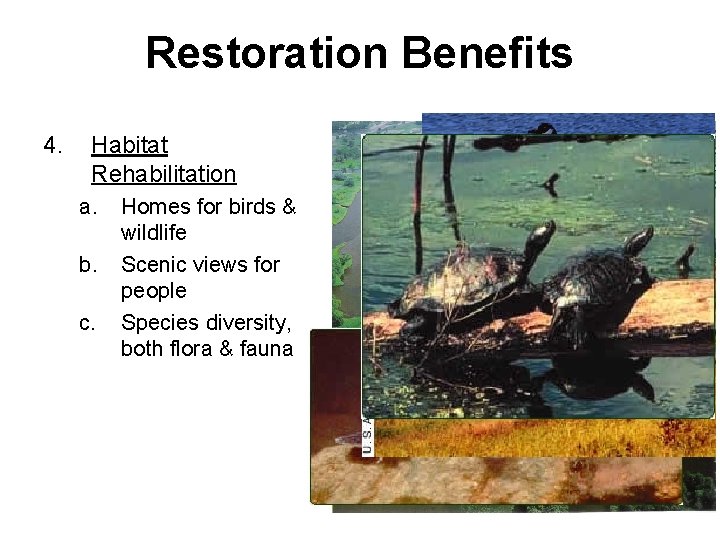 Restoration Benefits 4. Habitat Rehabilitation a. b. c. Homes for birds & wildlife Scenic