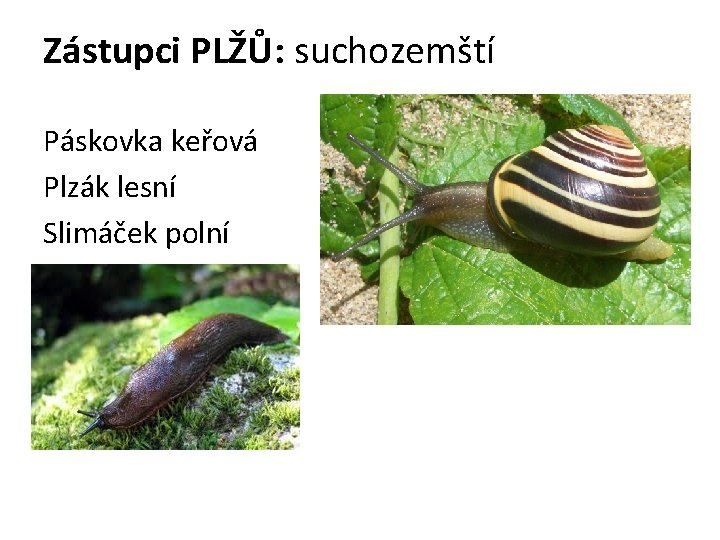 Zástupci PLŽŮ: suchozemští Páskovka keřová Plzák lesní Slimáček polní 