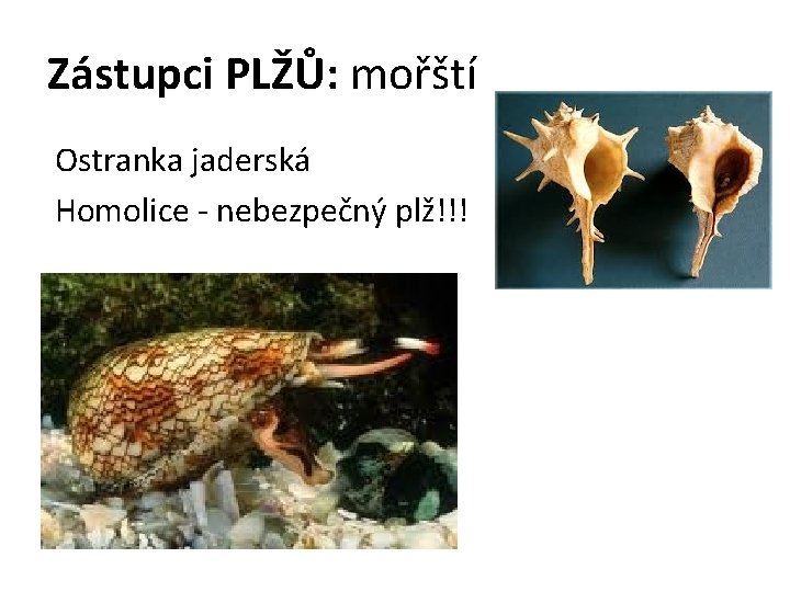 Zástupci PLŽŮ: mořští Ostranka jaderská Homolice - nebezpečný plž!!! 