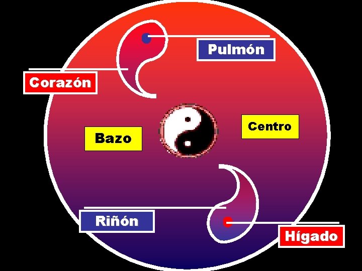 Pulmón Corazón Bazo Riñón Centro Hígado 