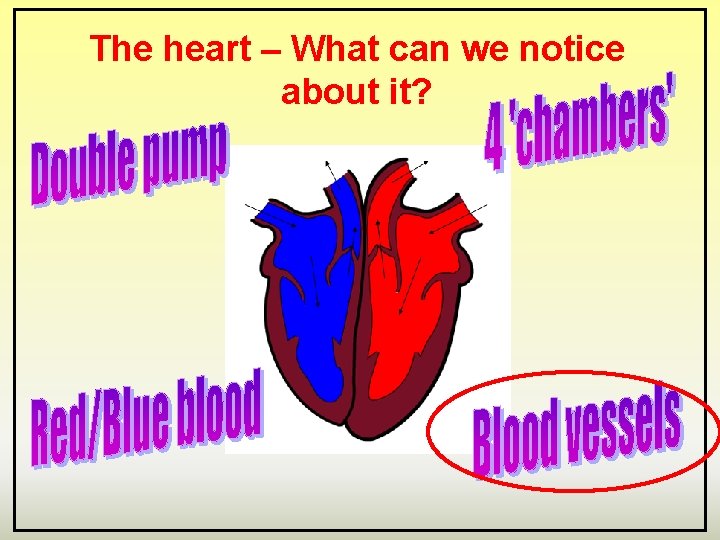 The heart – What can we notice about it? 