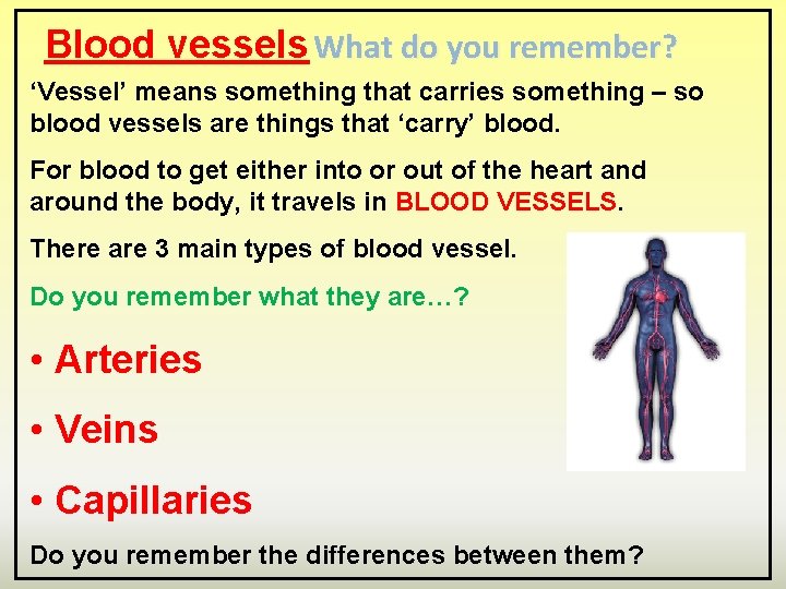 Blood vessels What do you remember? ‘Vessel’ means something that carries something – so