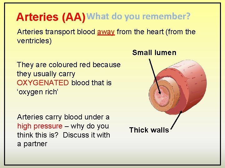 Arteries (AA) What do you remember? Arteries transport blood away from the heart (from
