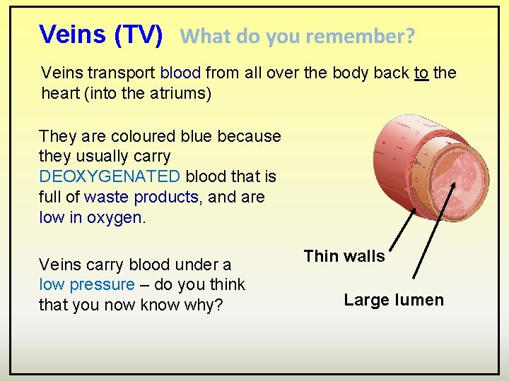 Veins (TV) What do you remember? Veins transport blood from all over the body