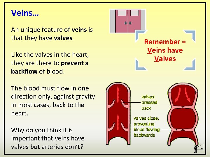 Veins… An unique feature of veins is that they have valves. Like the valves