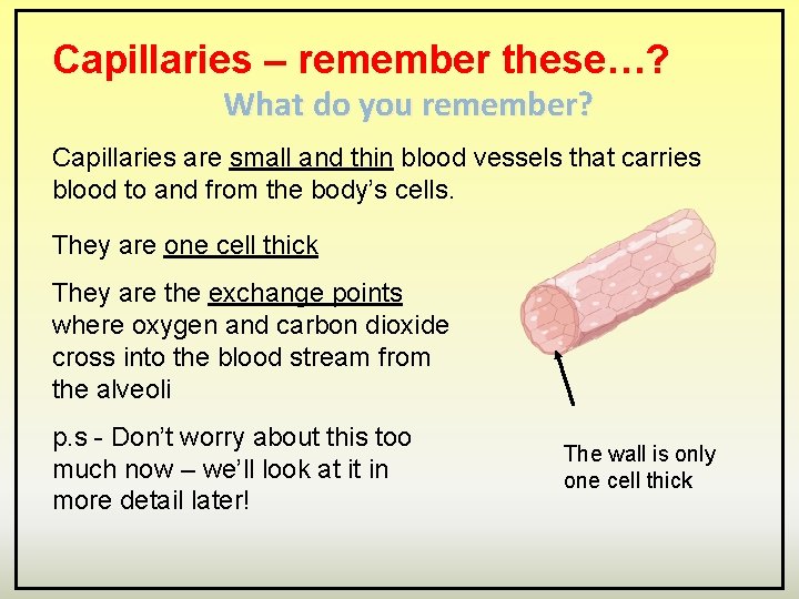 Capillaries – remember these…? What do you remember? Capillaries are small and thin blood