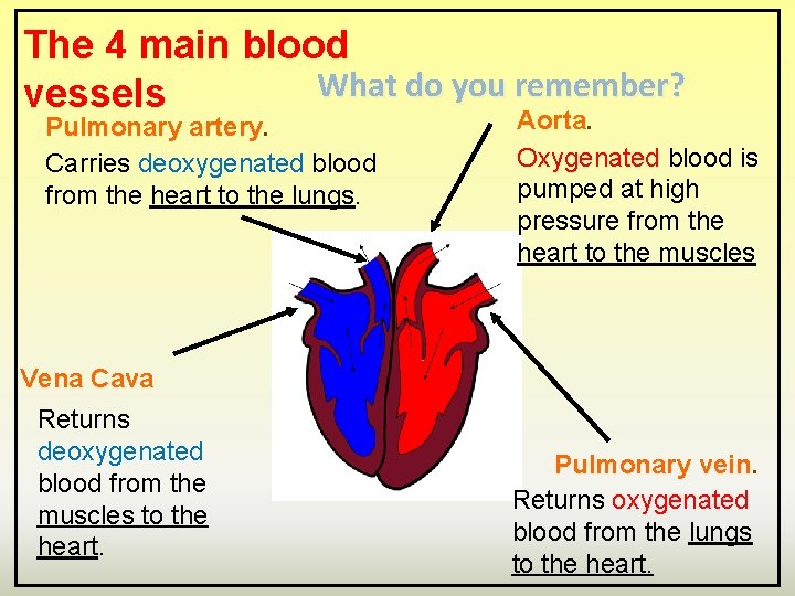 The 4 main blood What do you remember? vessels Pulmonary artery. Carries deoxygenated blood