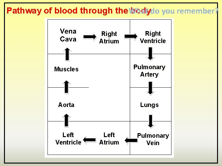 Pathway of blood through the What bodydo you remember? Right Atrium Right Ventricle Muscles