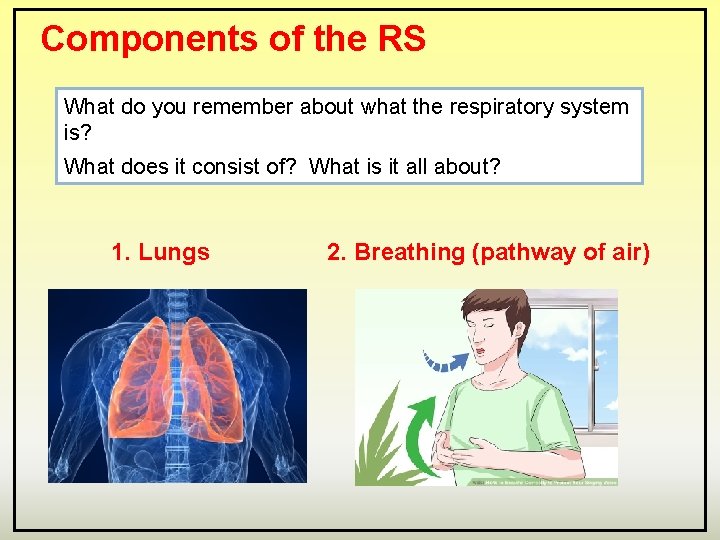 Components of the RS What do you remember about what the respiratory system is?