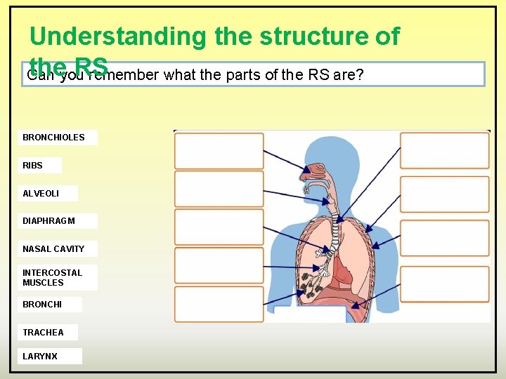 Understanding the structure of theyou. RS Can remember what the parts of the RS