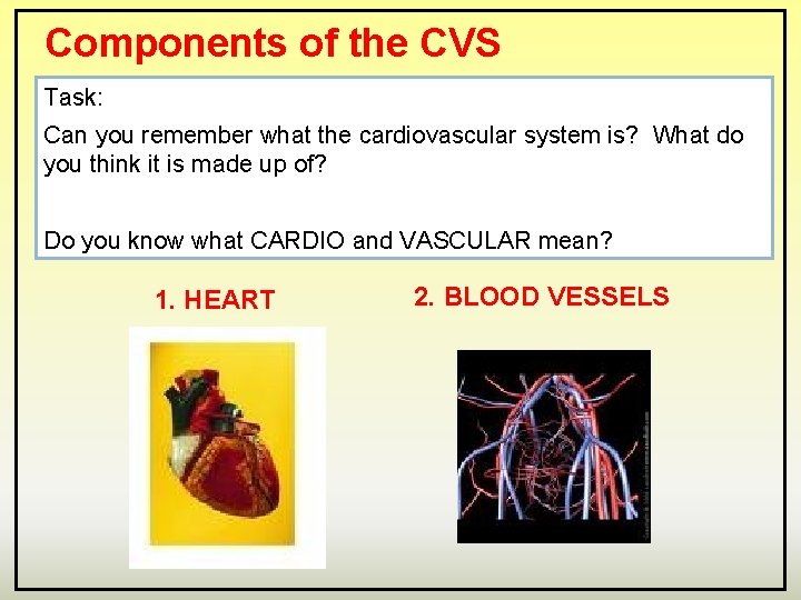 Components of the CVS Task: Can you remember what the cardiovascular system is? What