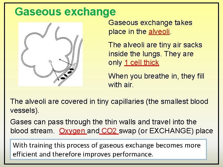 Gaseous exchange takes place in the alveoli. The alveoli are tiny air sacks inside