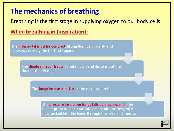 The mechanics of breathing Breathing is the first stage in supplying oxygen to our