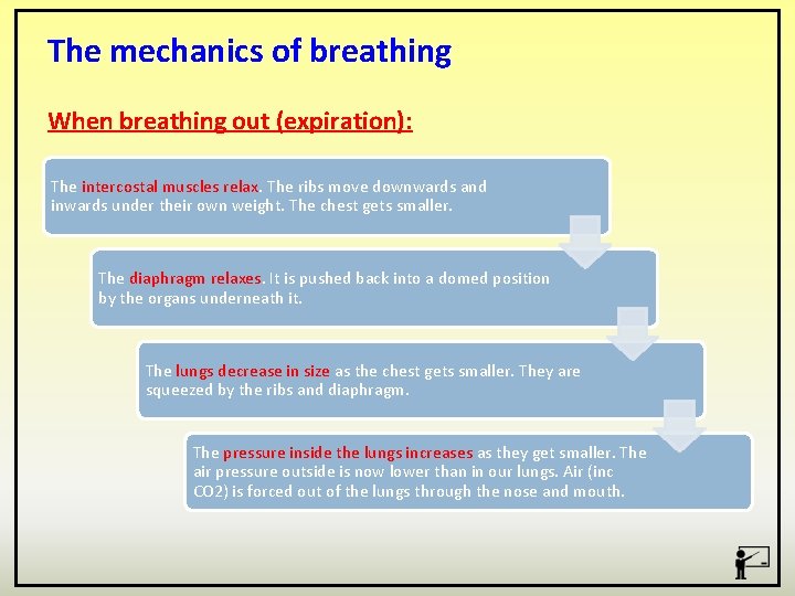 The mechanics of breathing When breathing out (expiration): The intercostal muscles relax. The ribs