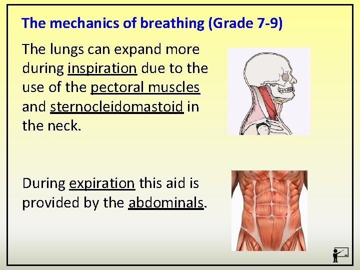 The mechanics of breathing (Grade 7 -9) The lungs can expand more during inspiration