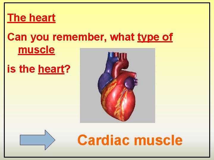 The heart Can you remember, what type of muscle is the heart? Cardiac muscle