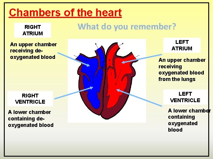 Chambers of the heart RIGHT ATRIUM An upper chamber receiving deoxygenated blood RIGHT VENTRICLE