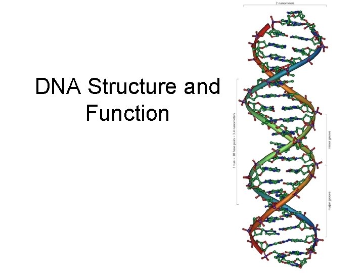 DNA Structure and Function 