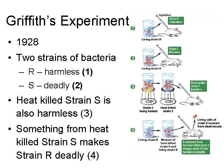 Griffith’s Experiment • 1928 • Two strains of bacteria – R – harmless (1)