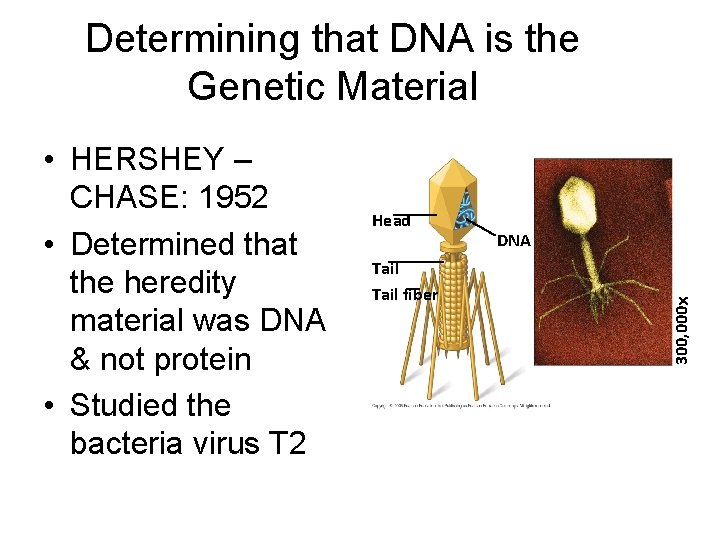 Determining that DNA is the Genetic Material Head Tail fiber DNA 300, 000 •