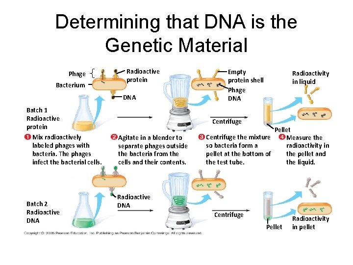 Determining that DNA is the Genetic Material Phage Bacterium Radioactive protein DNA Batch 1
