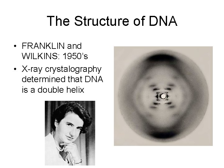 The Structure of DNA • FRANKLIN and WILKINS: 1950’s • X-ray crystalography determined that