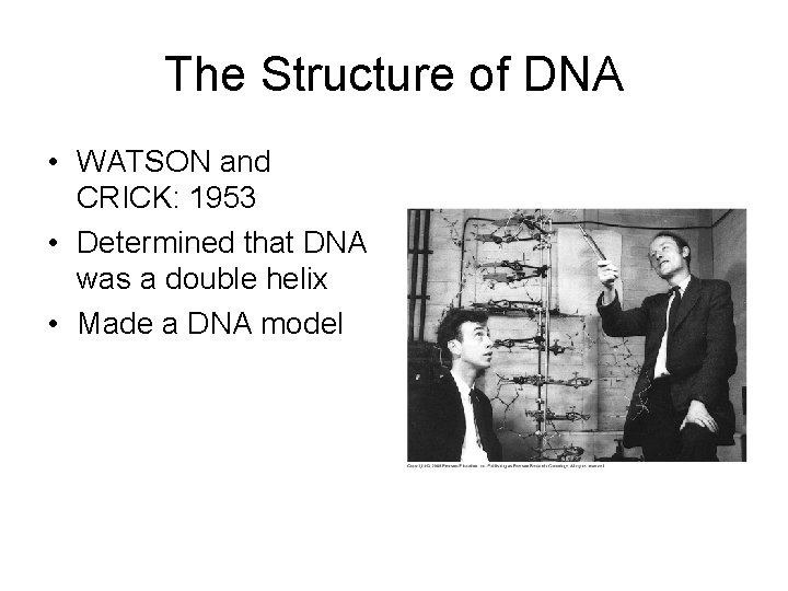 The Structure of DNA • WATSON and CRICK: 1953 • Determined that DNA was